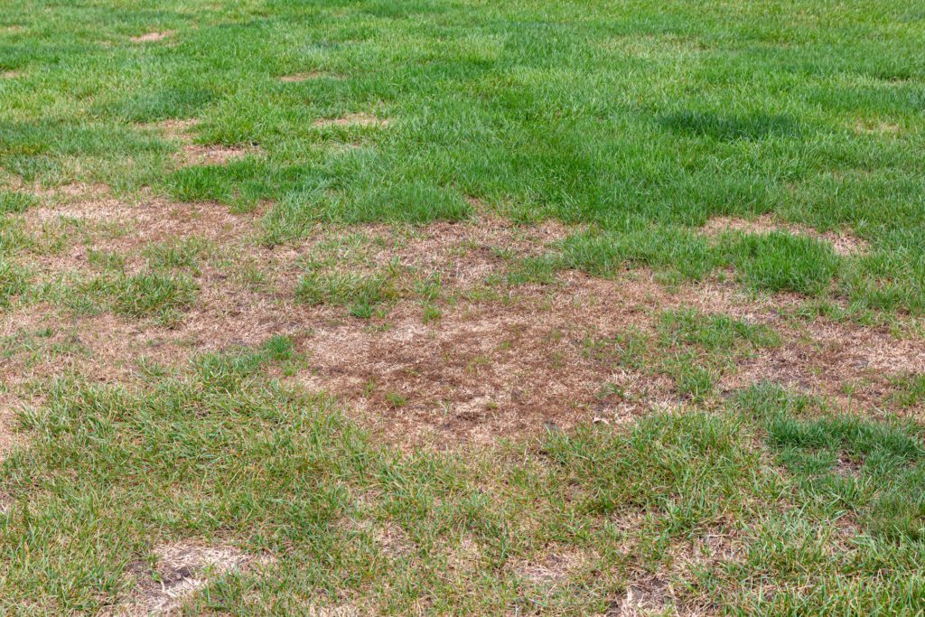 Expert Lawn Pest Control Services - Rich Landscaping